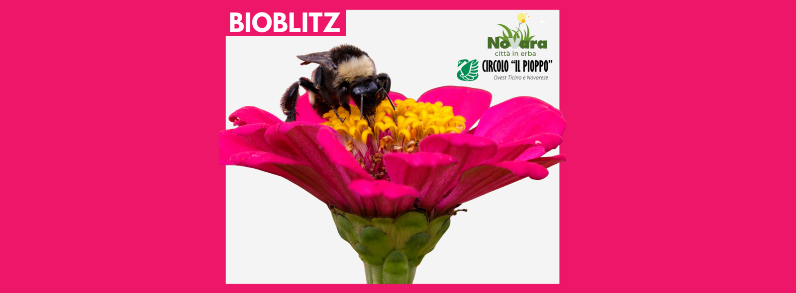 Alla scoperta della biodiversità urbana con il BioBlitz “Novara Città in Erba”