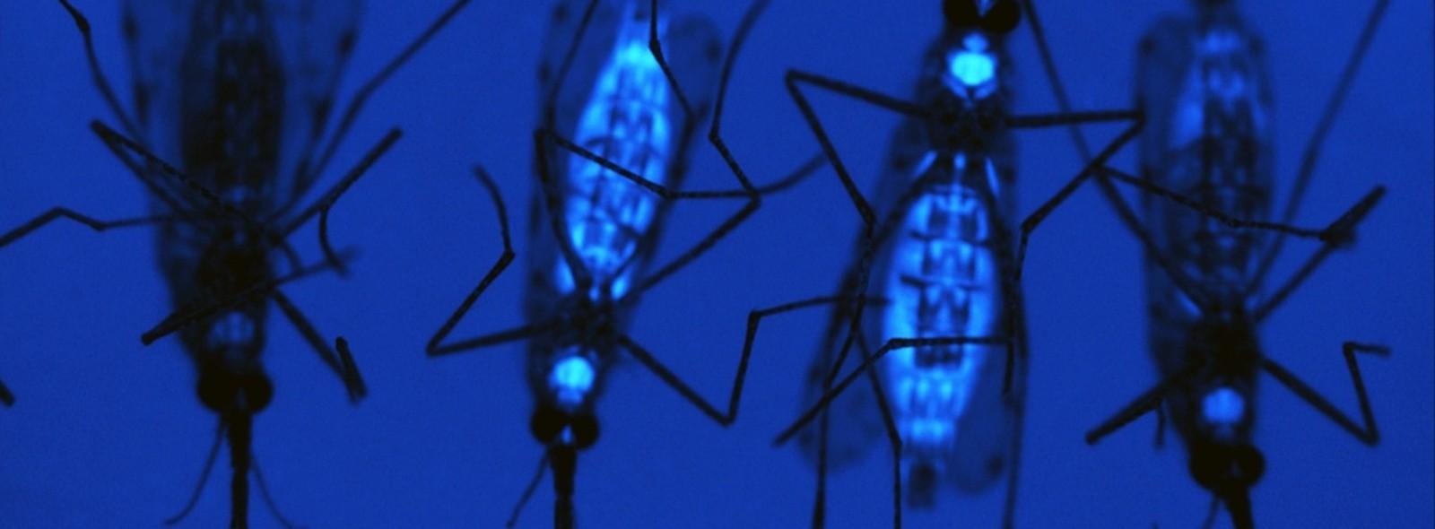 22/10 - Al DISSTE l'incontro "Viral Worlds: Researching and Experimenting with the Flesh of the World” con la visiting professor Deborah Dixon dell’Università di Glasgow