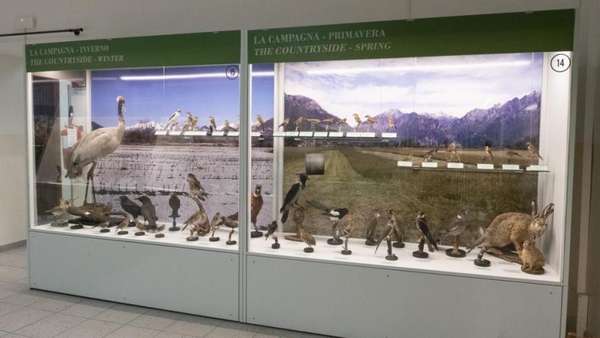 museo ornitologico Varenna